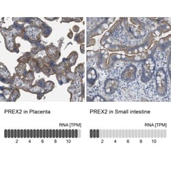 PREX2 Antibody, Novus Biologicals:Antibodies:Primary Antibodies